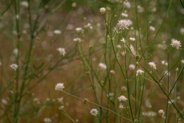White cephalaria leucantha, Meadow. morning sunlight sunrise Wild flowers and plants sunset, Autumn field sunset background wallpaper bushgrass Giant scabious warm