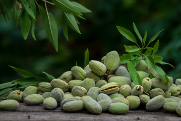 Green almonds background   fresh raw unripe wooden rustic table blurred garden background leaves, Top view concept with copy space shell  tree branch