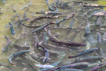 Artificial pond with fish on a trout farm