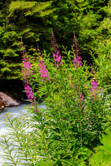 Rosebay willowherb or fireweed (Chamaenerion angustifolium) growing by the river