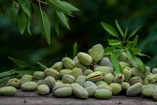 Green almonds background   fresh raw unripe wooden rustic table blurred garden background leaves, Top view concept with copy space shell  tree branch