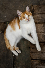 red white Cat with kind green eyes, Little  kitten. Portrait cute ginger. happy adorable cat, Beautiful fluffy red orange outdoors portrait close up British Shorthair  big paws Looking Camera lie down