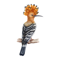 Hoopoe bird watercolor illustration. Hand drawn realistic Europe and Asia avian. Realistic hoopoe on the branch. Crested orange black and white wildlife bird © anitapol