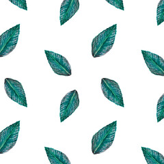 Watercolor pattern green blue leaf of house plant, on white background for your seamless design, hand drawn illustration