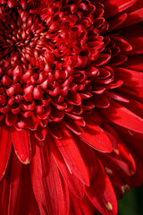 Close up bright red chrysanthemum flower for backgrounds and wallpaper. Texture background. Macro photography.