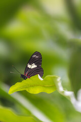 Closeup of a butterfly on a leaf on blurry green background with copy space on top.