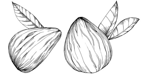 Almond hand-drawn Vector Illustration isolated on white background. Retro style farm product for restaurant menu, market label, logo, emblem and kitchen design. Decoration for food.