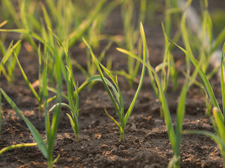A bed of green young garlic in the garden against the background of the setting sun. Useful and therapeutic food for vegetarians. Organic soil without the use of chemicals.
