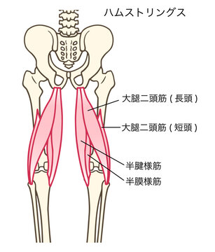 ムストリングス,大腿二頭筋,半腱様筋,半膜様筋,骨盤,名称あり