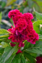 ケイトウ（鶏頭）赤色