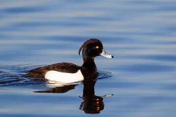 Tufted Duck on a London pond in the early morning light