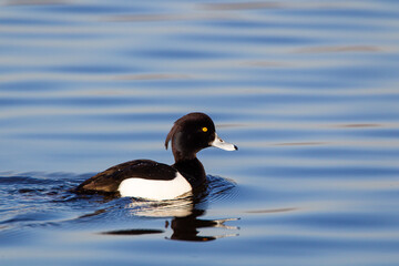 Tufted Duck on a London pond in the early morning light