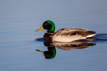 Obraz premium Male mallard ducks swimming on a pond in London