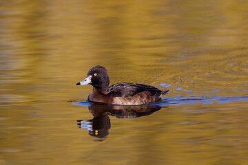Tufted Duck on a London pond in the early morning light