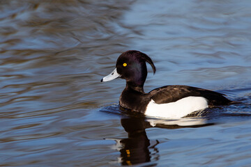 Tufted Duck on a London pond in the early morning light