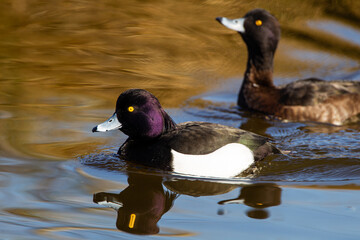 Tufted Duck on a London pond in the early morning light