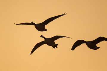 Canada Goose flying over a pond in London