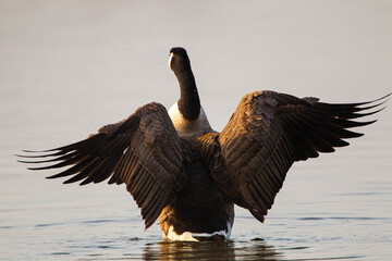 Canada Goose flying over a pond in London