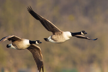 Canada Goose flying over a pond in London