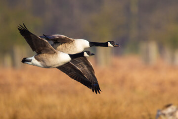 Canada Goose flying over a pond in London