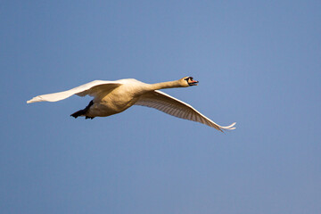 Mute swan flying past against a clear blue sky