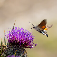 Hummingbird hawk-moth. Macroglossum stellatarum