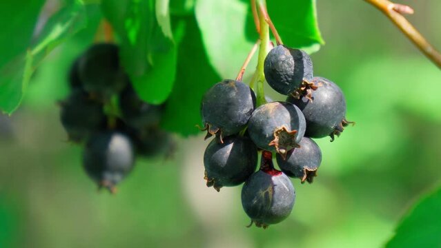 Amelanchier, shadbush, juneberry, irga or sugar plum ripe berries. Selective focus.