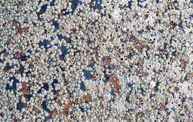  Nature texture background, Small seashell attached to the rock