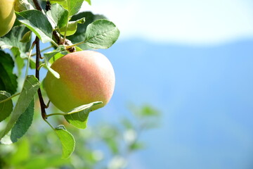 Reife Äpfel - Apfelwiesen in Südtirol kurz vor der Apfelernte	