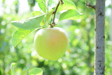 Reife Äpfel - Apfelwiesen in Südtirol kurz vor der Apfelernte	