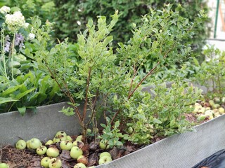 Blueberry bushes, mulching with apples, bark, coniferous branches. Creating good soil for...