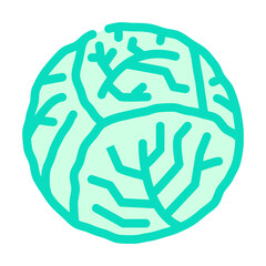cabbage one whole color icon vector. cabbage one whole sign. isolated symbol illustration