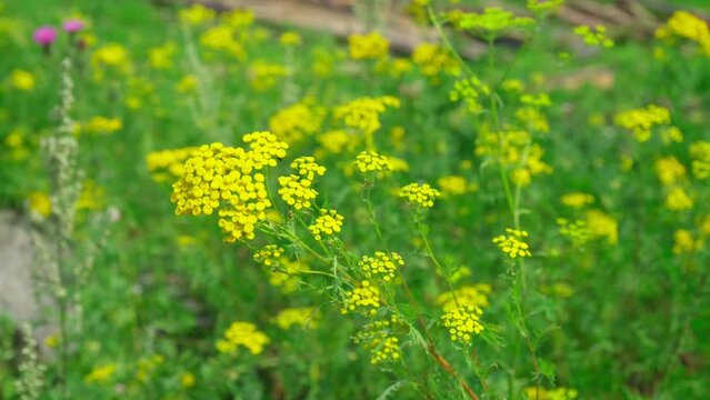 Yellow tansy flowers Tanacetum vulgare, common tansy plant, cow bitter, or golden buttons. Selective focus