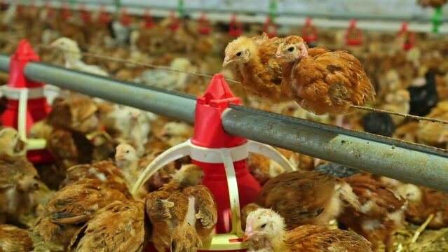 two colorful poultry chickens swing feed line poultry farm eating grain feeder