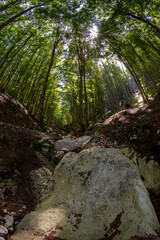 undergrowth landscape with trees landscape
