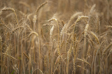 Ripe wheat in the field, background