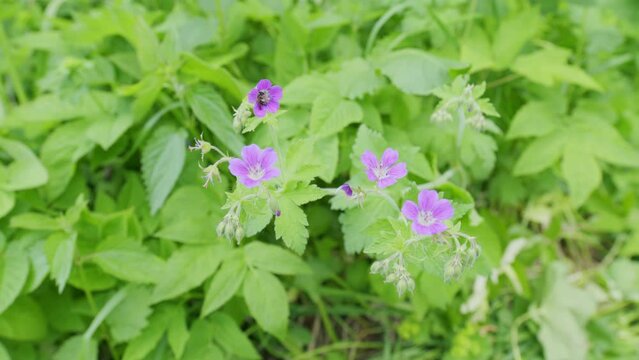 Blue wild geranium flower in Europe. Its botanical name is Geranium maculatum, native to mediterranean region. Slow motion.