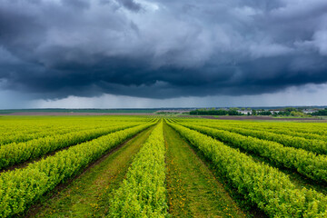 Fototapeta na wymiar Stunning green rows of black currant bushes and dark storm clouds.