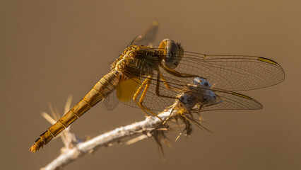 Golden dragonfly balancing on dry grass