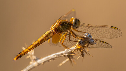 Golden dragonfly balancing on dry grass