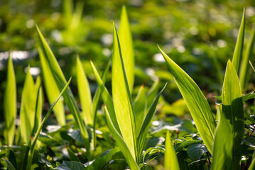 Large green grassy leaves in nature.