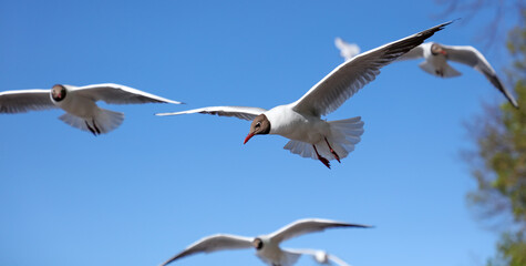 A flock of seagulls in flight against a sky.