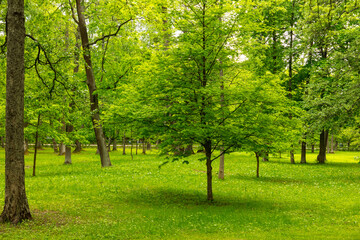 Fototapeta na wymiar Small green tree in the park.