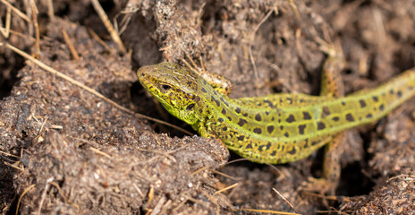 Green lizard on the ground in spring.