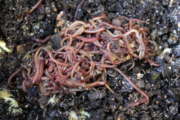 Close up of compost worms in a garden