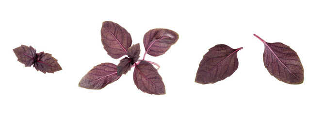 Collage of Purple basil leaves, tops. Fresh violet basil isolated on white background, clipping path.
