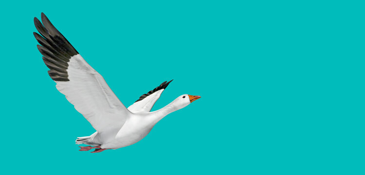 3d illustration of flying goose on blue green background 