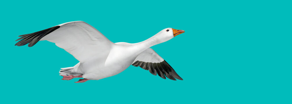3d illustration of flying goose on blue green background 