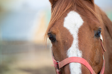 Horse. Portrait, head on a pastel blurry background