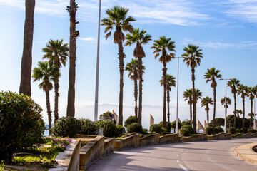 Fototapeta na wymiar Road and palm trees. Andalusia Spain
